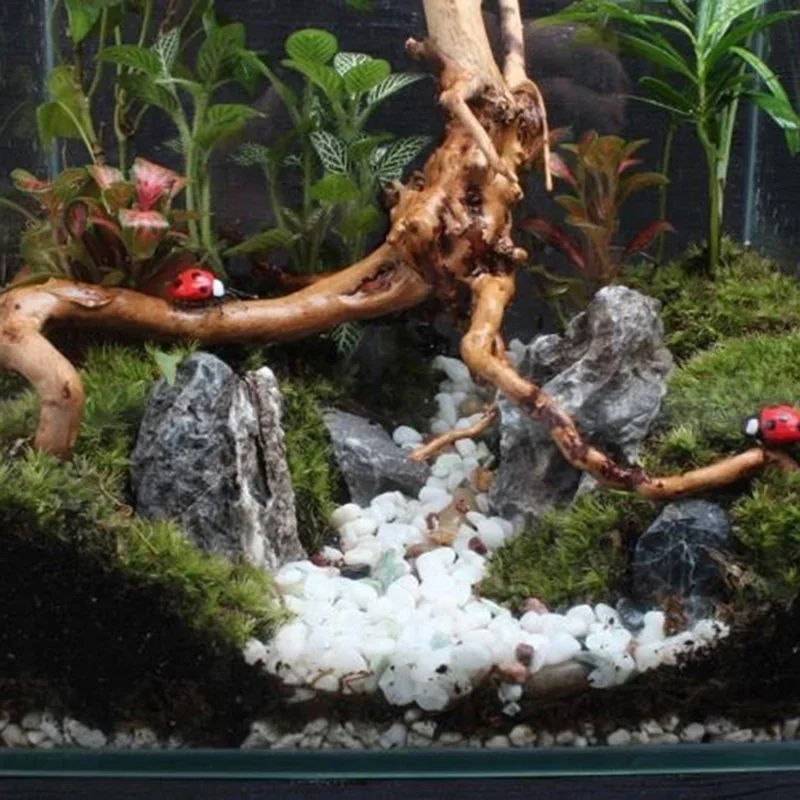 Natural Tree Trunk Driftwood A - Aquarium Planted Wood 评论和价格