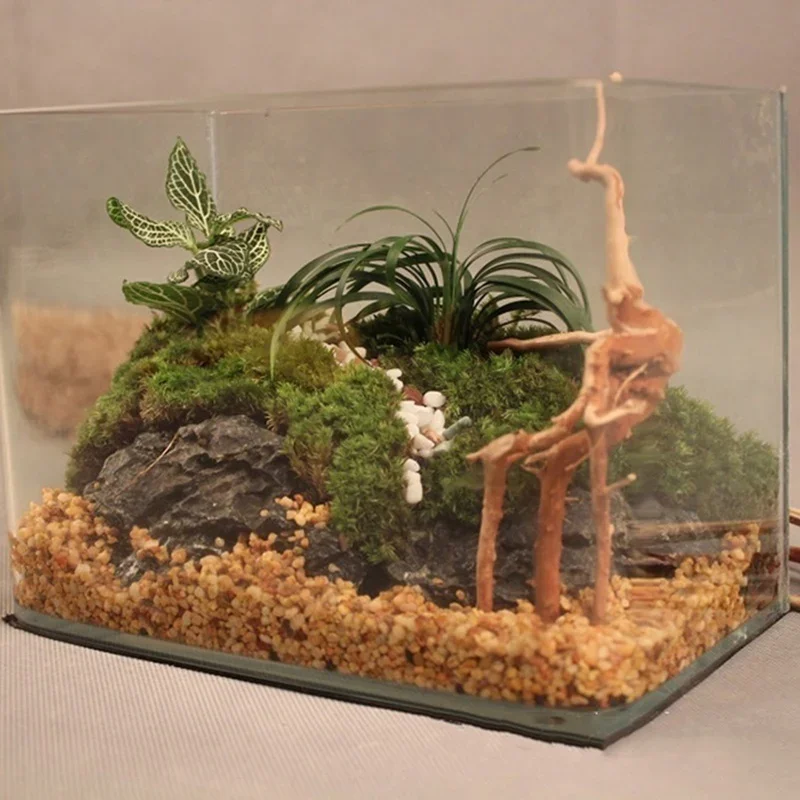 Natural Tree Trunk Driftwood A - Aquarium Planted Wood 评论和价格