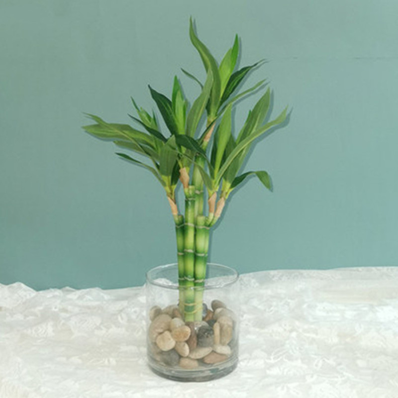 New 40cm rFtificial Lucky Bamb - Aquarium Plant Display 评论和价格