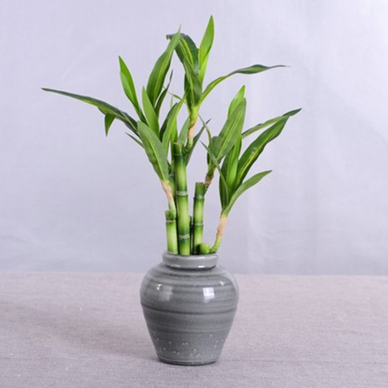 New 40cm rFtificial Lucky Bamb - Aquarium Plant Display 评论和价格