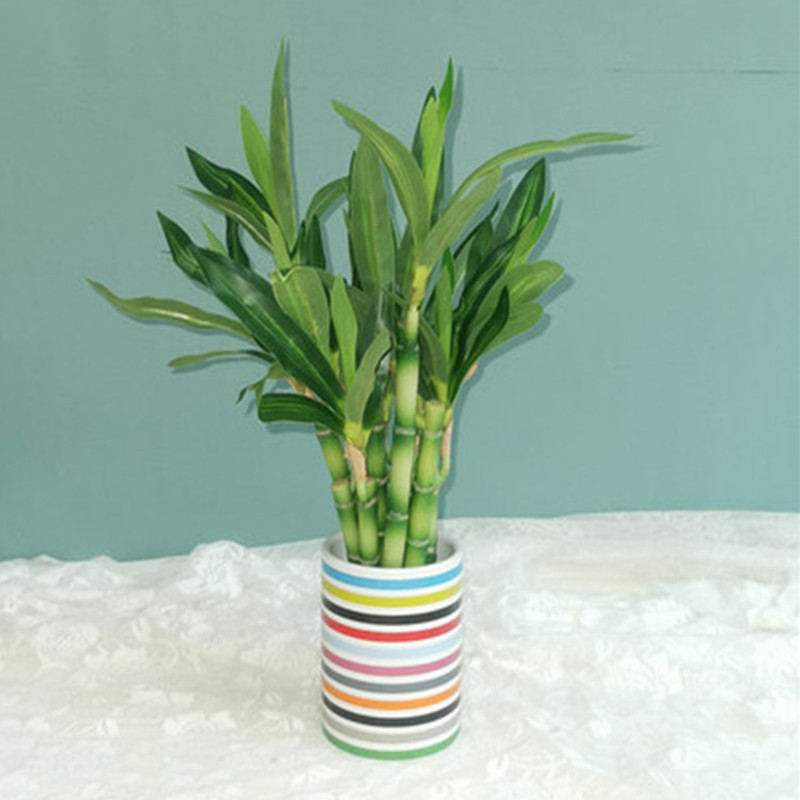 New 40cm rFtificial Lucky Bamb - Aquarium Plant Display 评论和价格