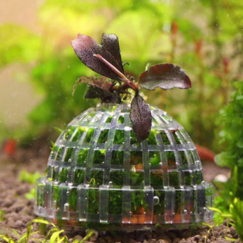 Hot Sale Aquatic Pet Supplies  - Aquarium Plants For Sale 评论和价格