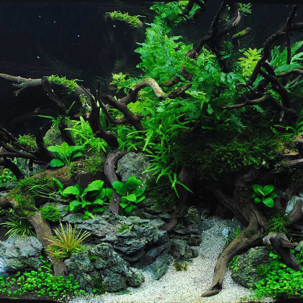 1 Pcs Wood Reptile Fish Tank O - Aquarium Planted Wood 评论和价格