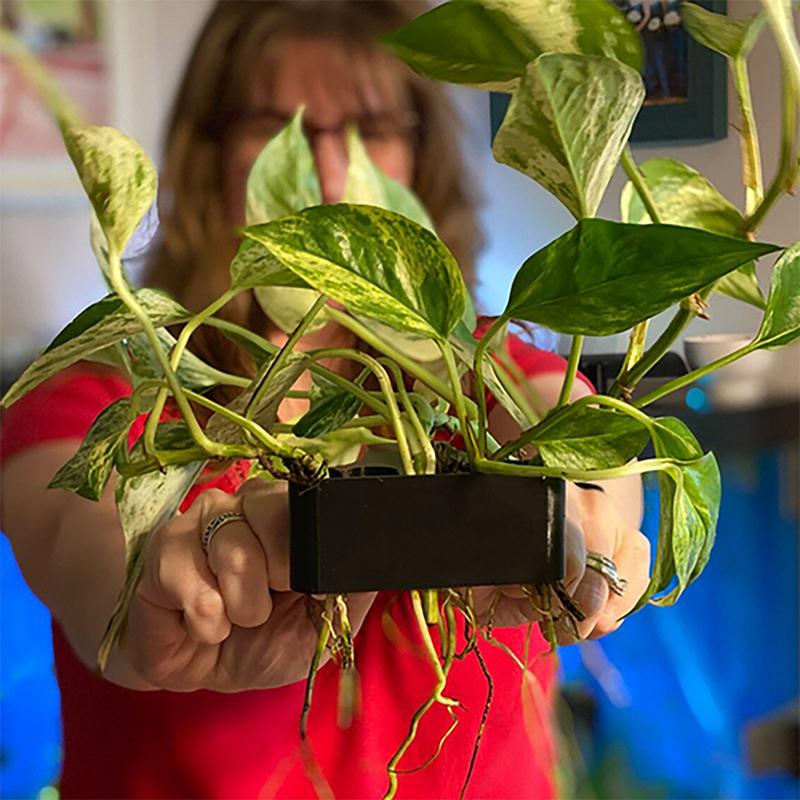1 2 3Pcs Aquarium Plant Suppor - Aquarium Planted Set Up 评论和价格