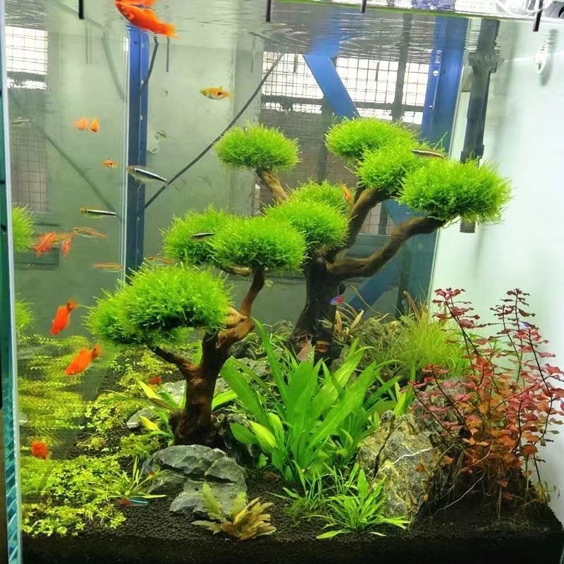 Fish tank greening wood frame  - Aquarium Planted Wood 评论和价格