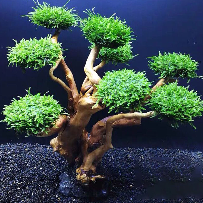 Fish tank greening wood frame  - Aquarium Planted Wood 评论和价格