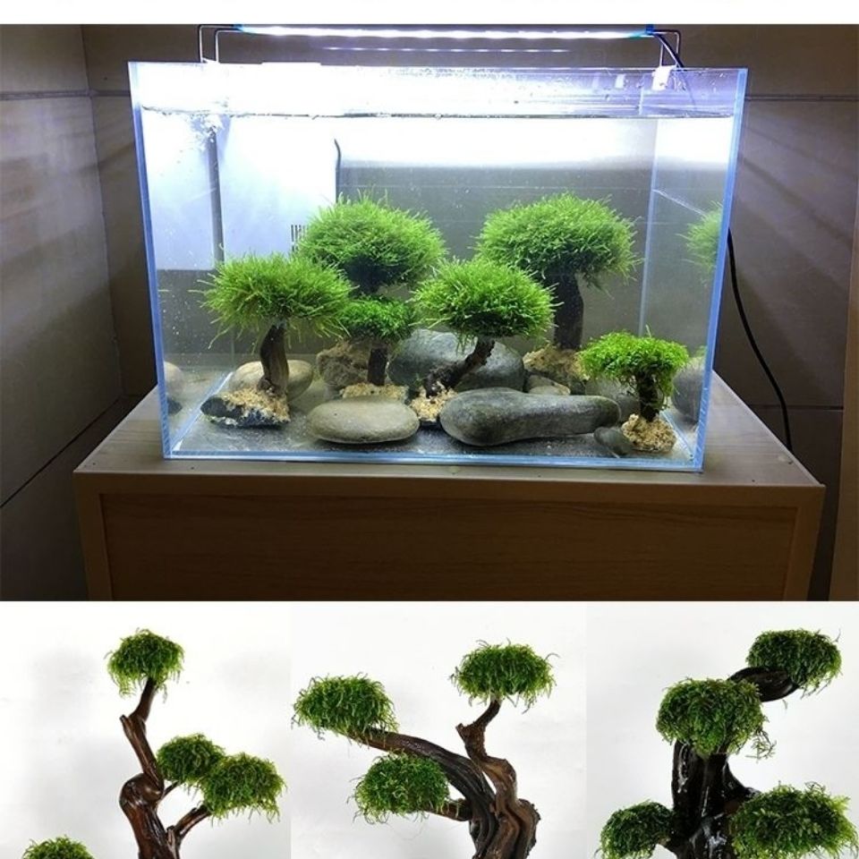 Fish tank greening wood frame  - Aquarium Planted Wood 评论和价格
