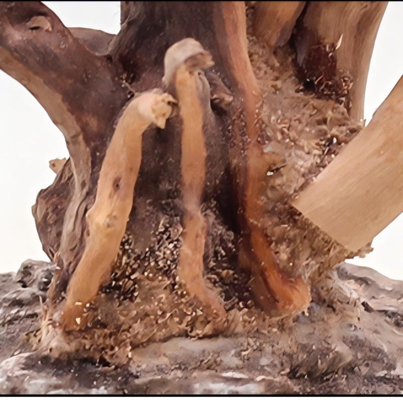 1PC Aquarium Landscaping Wood  - Aquarium Planted Wood 评论和价格