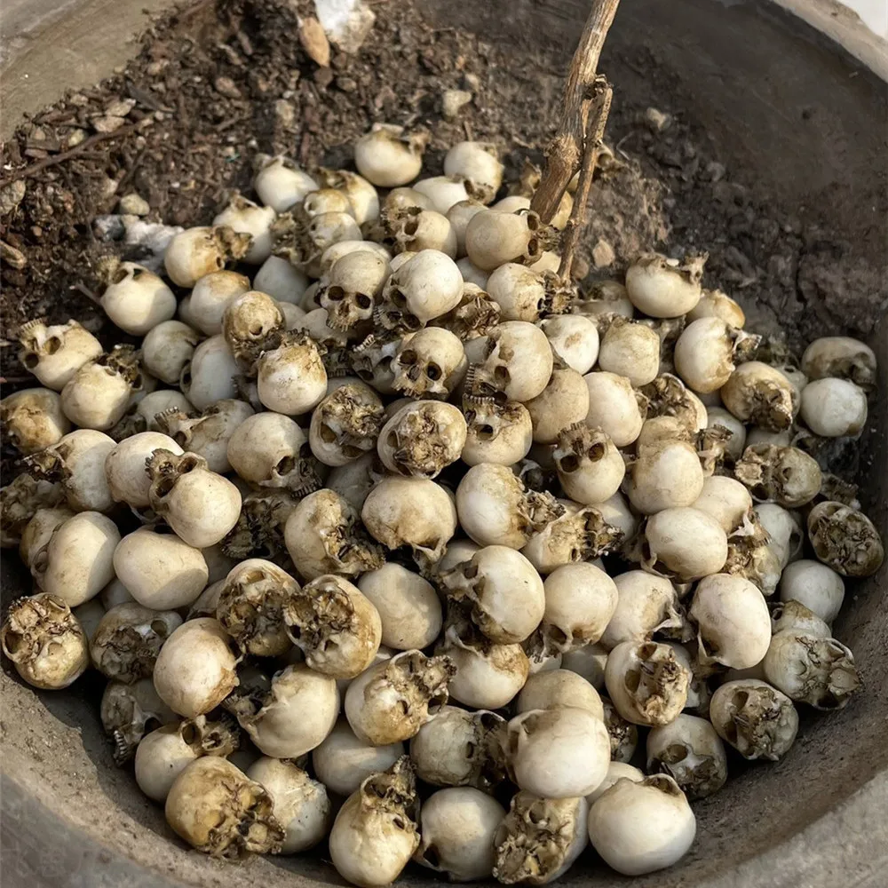 Mini Skull High Quality Miniat - Aquarium Plant Display 评论和价格