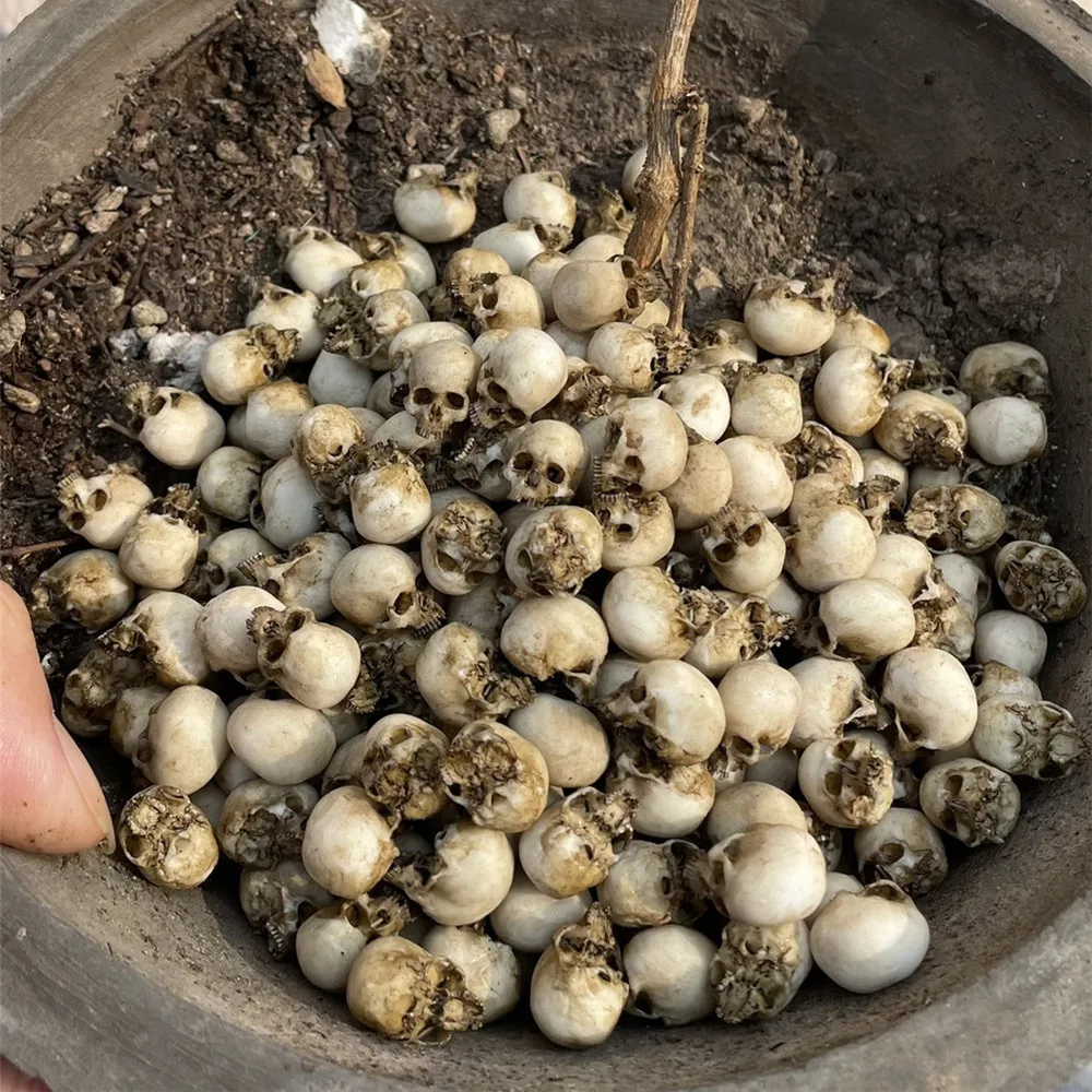 Mini Skull High Quality Miniat - Aquarium Plant Display 评论和价格