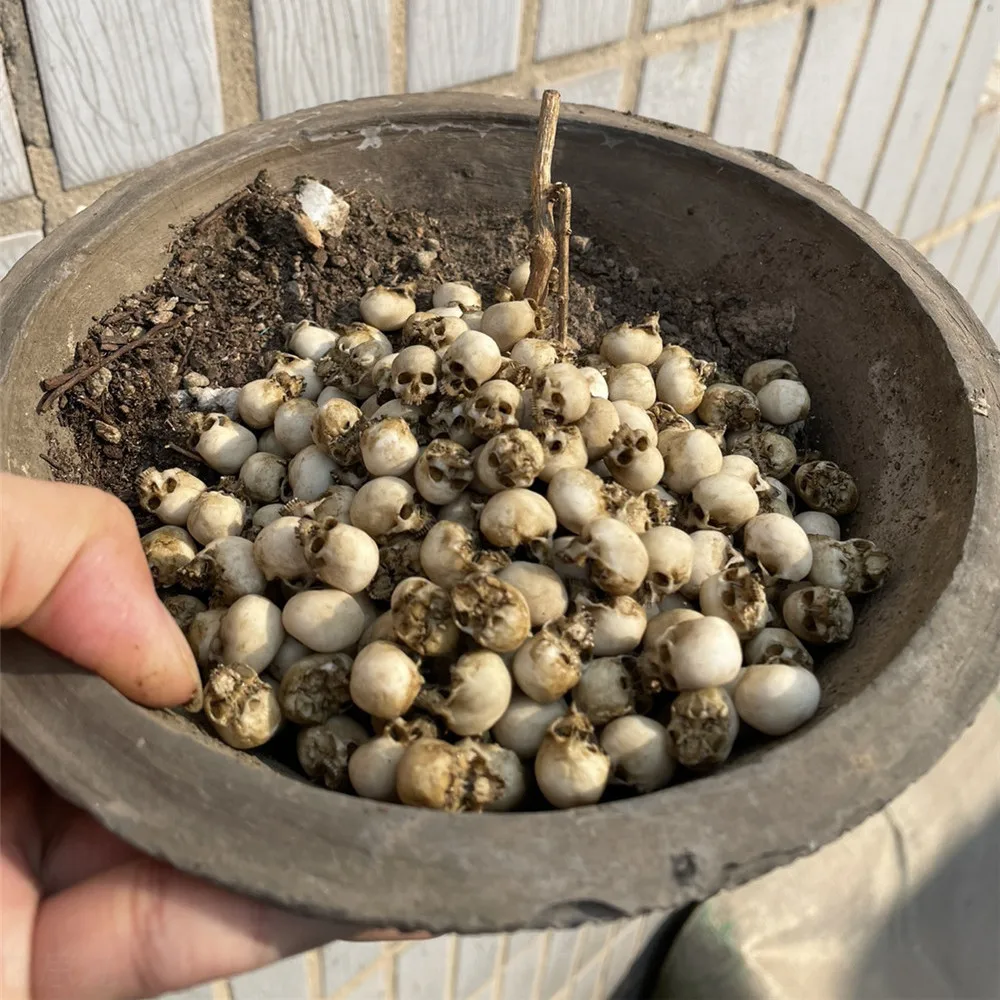 Mini Skull High Quality Miniat - Aquarium Plant Display 评论和价格