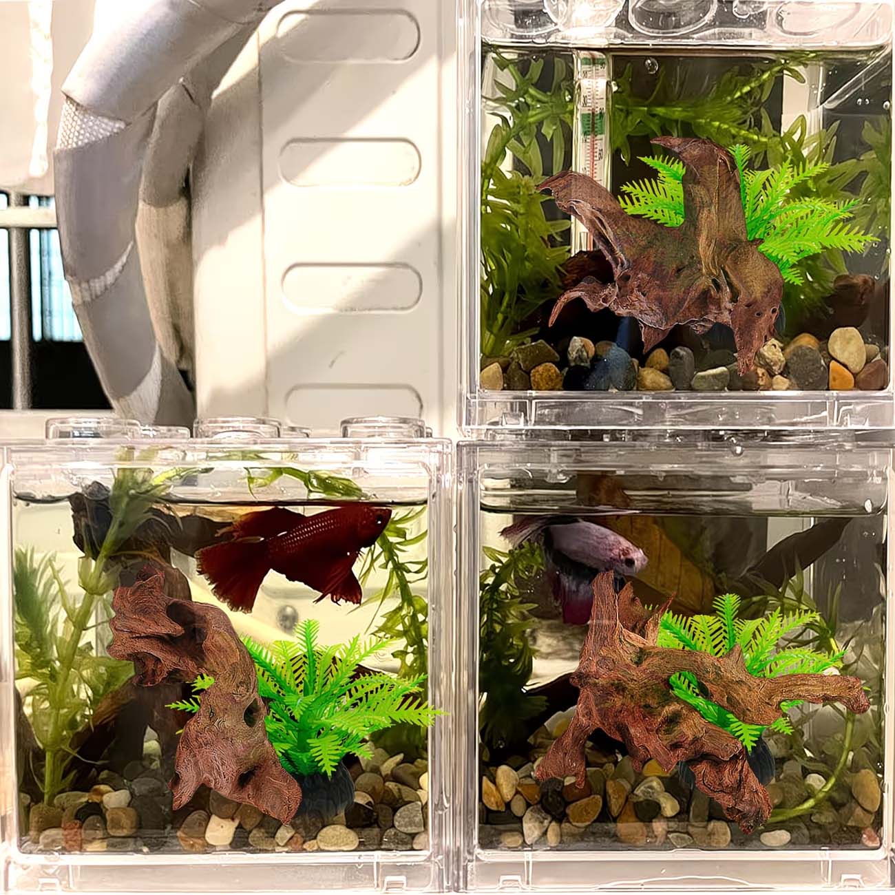 5-10CM Natural Sinkable Driftw - Aquarium Planted Wood 评论和价格